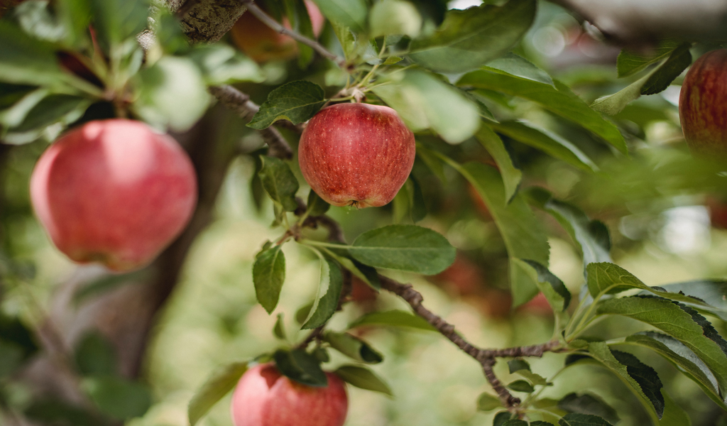 Can Age Influence Your Apple Cider Vinegar Intake