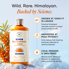 himalayan sea buckthorn