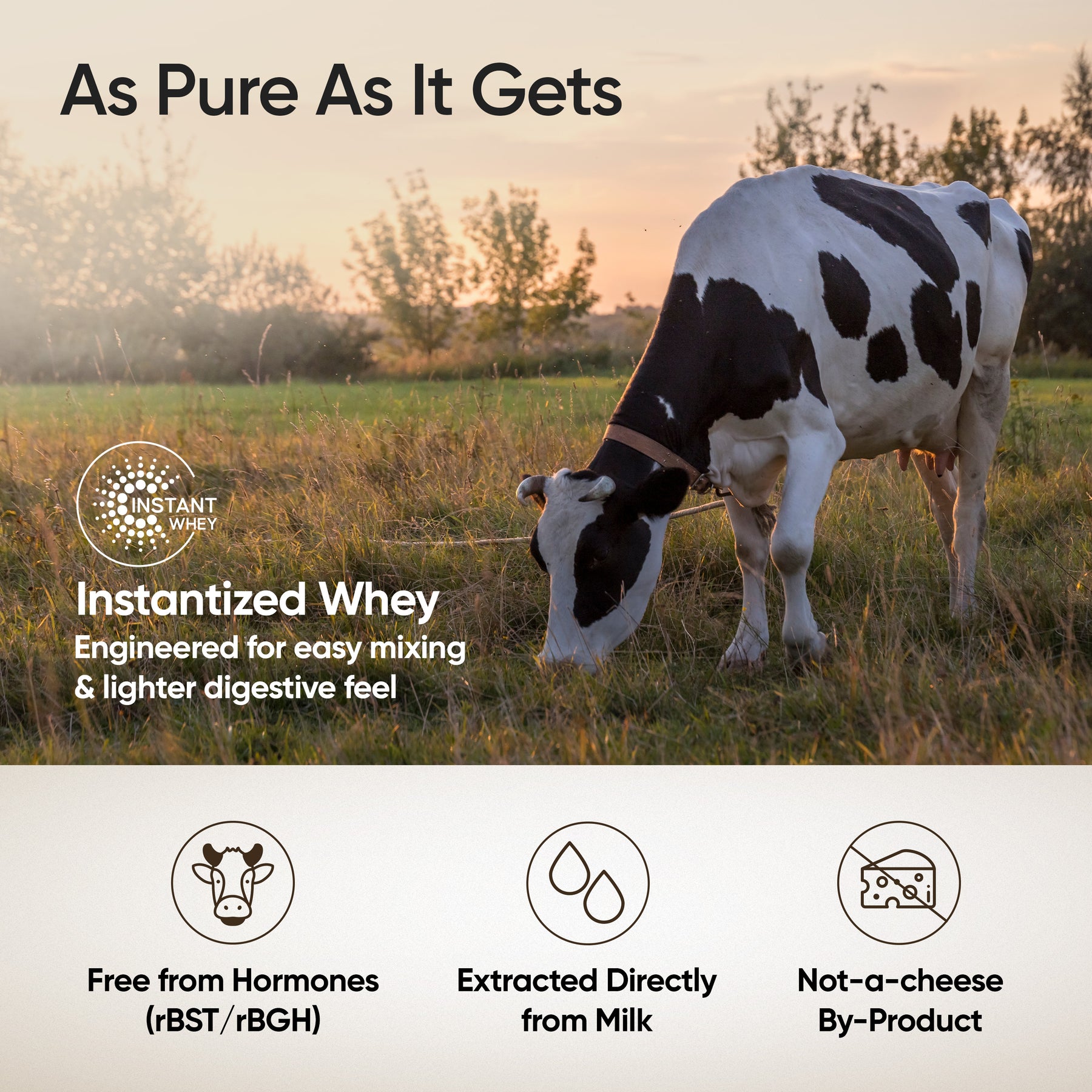 Whey Protein Isolate + Concentrate 24g | 1kg | 4B CFU Probiotics | Swiss Chocolate