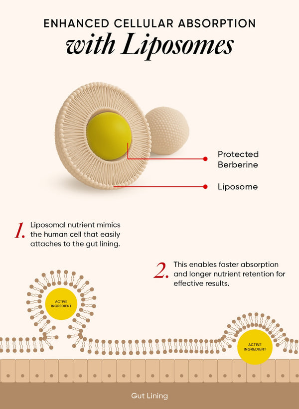 10x Higher Absorption* With liposomal technology