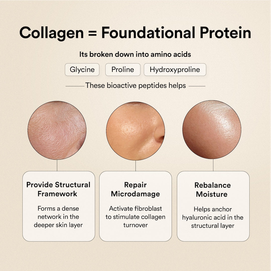 collagen bioactive peptides
