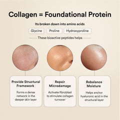 collagen bioactive peptides