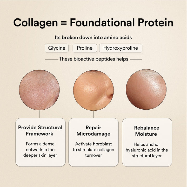 collagen bioactive peptides